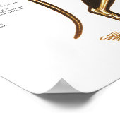 Kat kattenleukachtige anatomische Poster (Hoek)