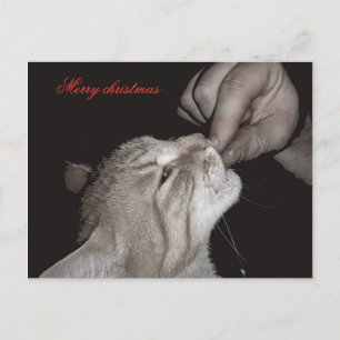 Kat kerst feestdagenkaart