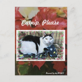 Kat-kerstpostkaart Briefkaart