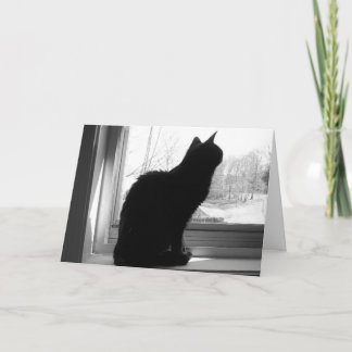 Kat kijkt uit kaart