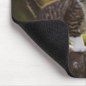 Kat, kitten, huisdier muismat (Hoek)