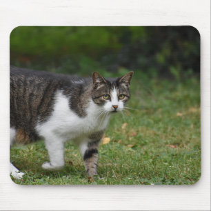 Kat, kitten, katachtige muismat