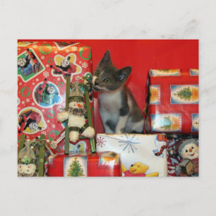 Kat, Kitten, Kerstmis, Redding, Foto Feestdagenkaart