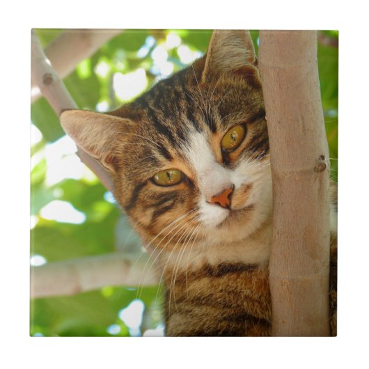 Kat-klimboom Tegeltje (Voorkant)