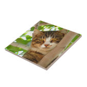 Kat-klimboom Tegeltje (Zijkant)