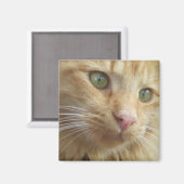 Kat Koi Magnet Magneet (Voorkant / Achterkant)