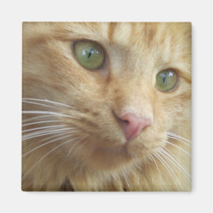 Kat Koi Magnet Magneet