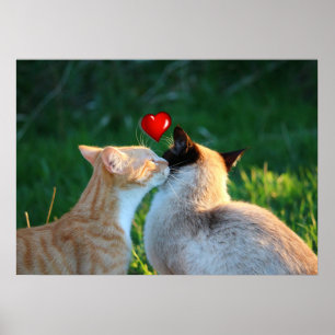 kat kus poster
