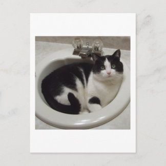 Kat-liefhebbers delven briefkaart