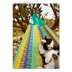 Kat ligt in Mayan Mexican hammock