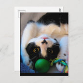 Kat ligt op bed briefkaart (Voorkant / Achterkant)