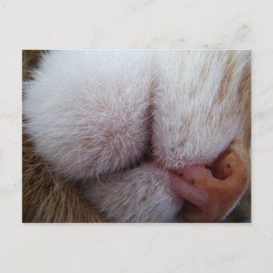 Kat Lips & Nose Extreme Sluiten Briefkaart