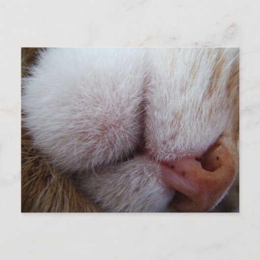 Kat Lips & Nose Extreme Sluiten Briefkaart (Voorkant)