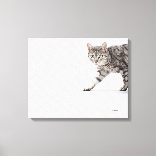 Kat lopen canvas afdruk (Voorkant)