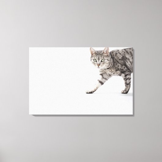 Kat lopen canvas afdruk (Voorkant)