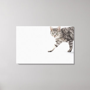 Kat lopen canvas afdruk