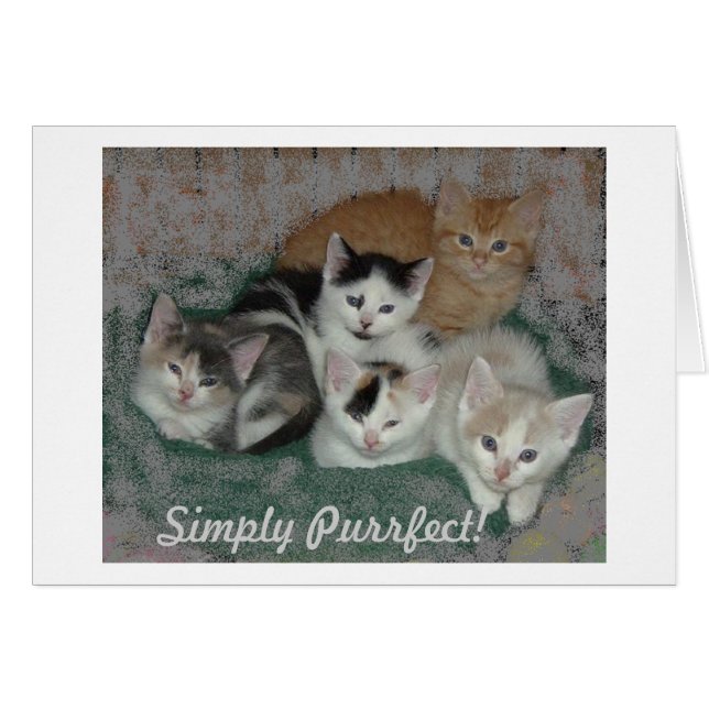 Kat Love (Voorkant Horizontaal)