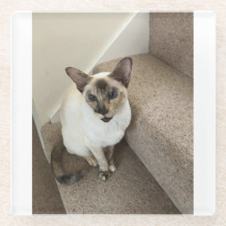 Kat magie glazen onderzetter