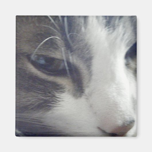  Kat Magneet (Voorkant)