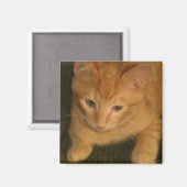 Kat Magnet Magneet (Voorkant / Achterkant)