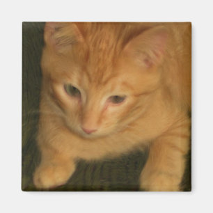 Kat Magnet Magneet