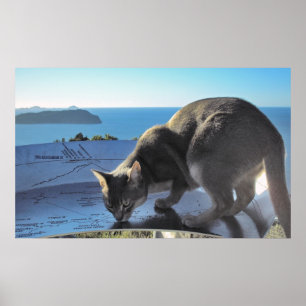 Kat markeert de plek: Top van Mt. Paku Nieuw-Zeela Poster