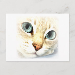 Kat mesmerEYS Briefkaart