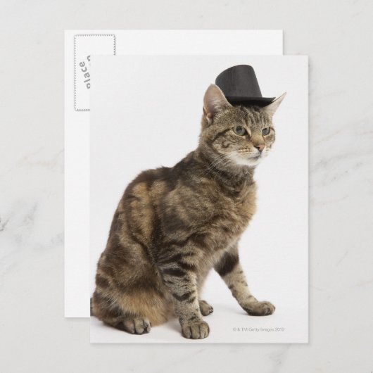 Kat met bovenste hoed briefkaart (Voorkant / Achterkant)