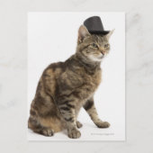 Kat met bovenste hoed briefkaart (Voorkant)