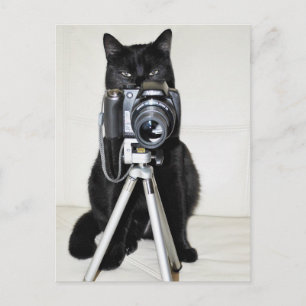 Kat met de camera briefkaart