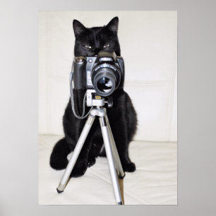 Kat met de camera poster