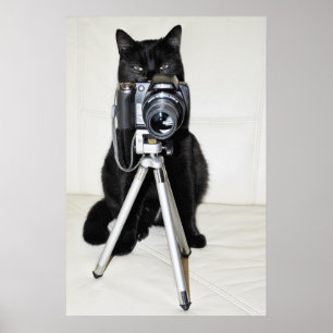 Kat met de camera - poster