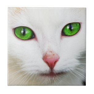 Kat met de Groene Tegel van Ogen Tegeltje