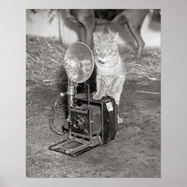 Kat met een camera, 1936. Oude foto Poster