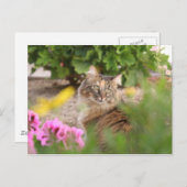 Kat met geranium briefkaart (Voorkant / Achterkant)