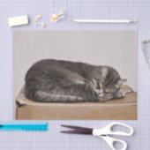 Kat met grijze tablet in de doos tissuepapier (Craft)