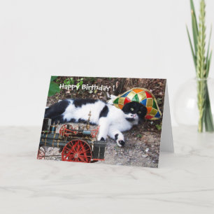 KAT MET HARLEKIJNEN HOED Verjaardagswensen Kaart