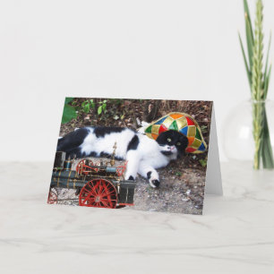 KAT MET HARLEQUIN PET MET STEAMLOCOMOTIEF KAART