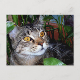 Kat met koperen ogen/ Kat Liefhebber Ansichtkaart Briefkaart