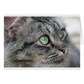 Kat met mooie groene ogen