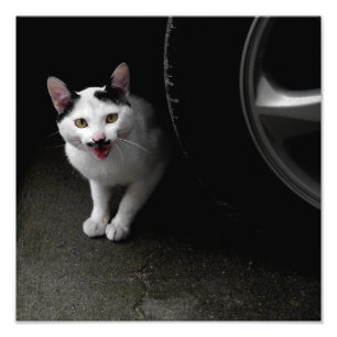 Kat met Mustache Foto Afdruk