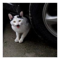 Kat met Mustache
