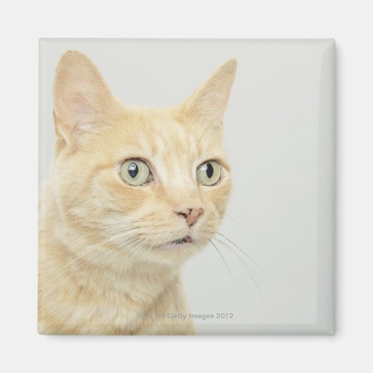Kat met open ogen magneet (Voorkant)
