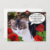 KAT MET RODE ROSEN BRIEFKAART (Voorkant / Achterkant)