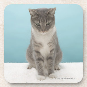 Kat met speelgoed muis op tapijt drankjes onderzetter