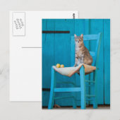Kat met tabby op een blauwe stoel briefkaart (Voorkant / Achterkant)