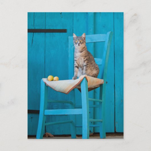 Kat met tabby op een blauwe stoel briefkaart (Voorkant)