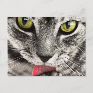 Kat met uitgestoken tong likt briefkaart