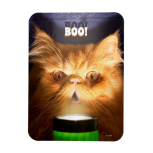 Kat met vlieglicht magneet