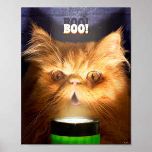Kat met vlieglicht poster